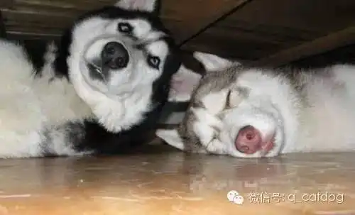  已经被哈士奇蠢哭了这究竟是什么生物