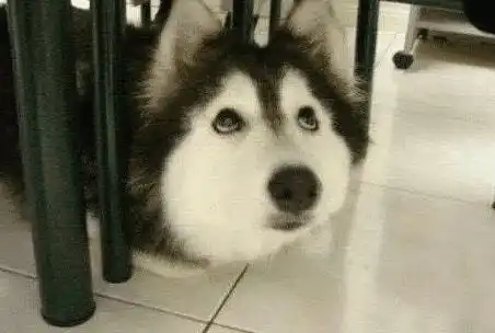  为什么瓷勺上面有个洞看完网友的回答后,奇怪的知识又增加了