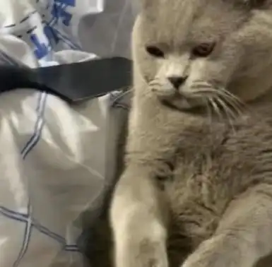  蓝猫不让女孩摸自己屁股,女孩转身拿来菜刀,猫咪的反应让人笑喷