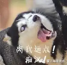 二哈搞笑表情图片二哈