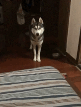  这表情这动作,除了二哈别的狗做不出来,二哈你看我多好玩