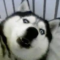 叼花哈士奇表情包