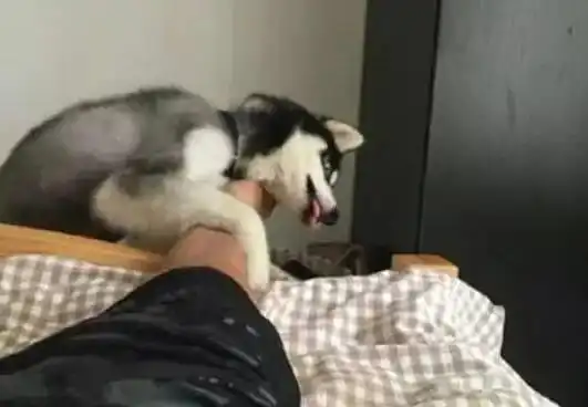  哈士奇叫主人起床无意舔了主人的脚,结果表情一看就是中毒不轻