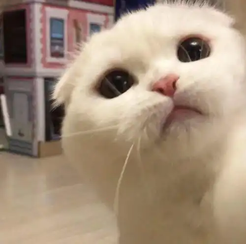 猫沙雕表情包口罩