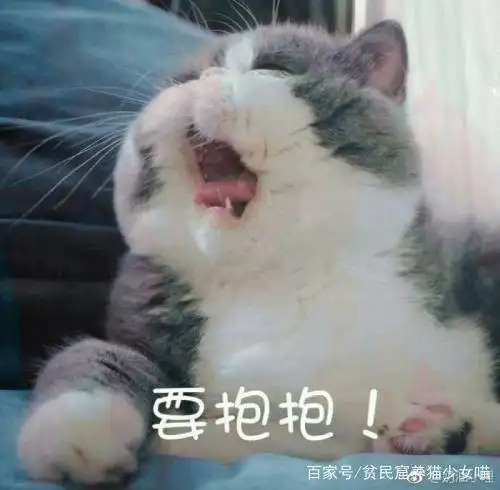 猫语翻译器真的可以和猫咪交流吗猫咪好像真的能听懂一样