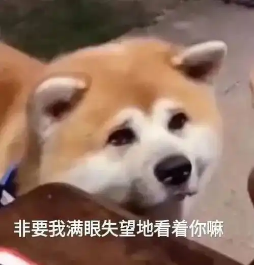 笑死,狗子快来看沙雕狗子表情包哈哈哈哈