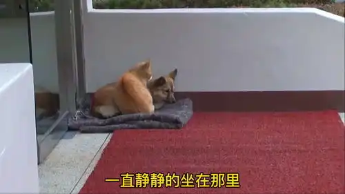  猫安慰被遗弃的狗别担心,你会找到你的主人的