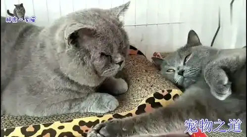  母猫快生了,公猫寸步不离守在它身边,有爱的表情就像个暖男