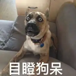  狗表情包图片狗表情大全