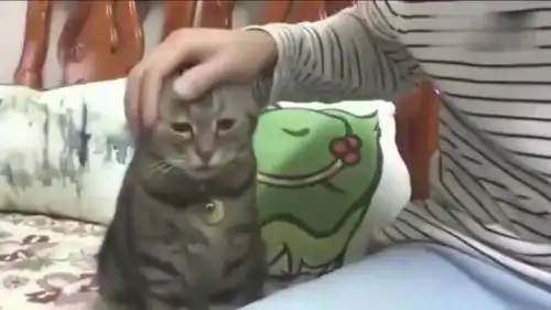  狸花猫困了,想叫主人抱它哄它睡觉,这小表情太可爱了