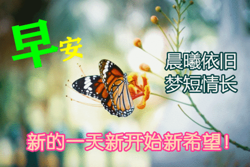  8张有创意的清晨早上好鲜花图片带祝福语免打字聊天的早安问候祝福图片