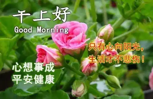  微信早上好唯美问候语表情包图片精选,非常美的早晨好暖心祝福表情图片大全