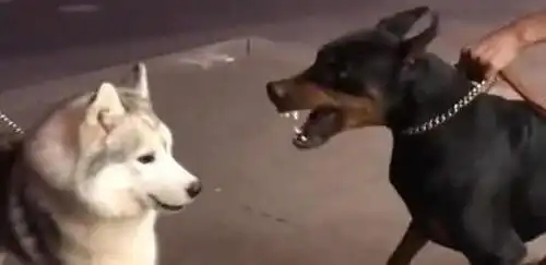 平日嚣张无比的二哈遇到了杜宾犬,一副认怂的表情太搞笑了