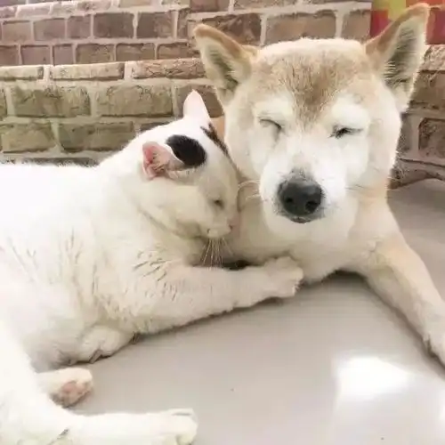  世界上最幸福的痴呆柴犬去世,守护它的猫咪从此没有了伙伴