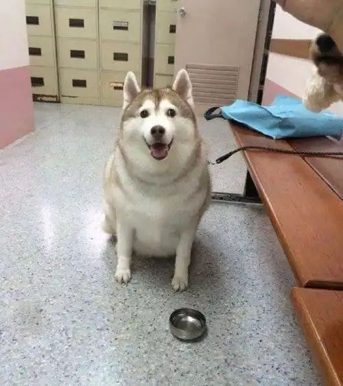 二哈搞笑表情图片凶狠