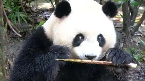  大熊猫也有他的烦恼吧