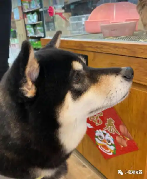  柴柴逛宠物店迷上天竺鼠,眼神放出爱的光波好想养哦