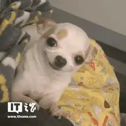  太秀了微信朋友圈评论竟能发图片