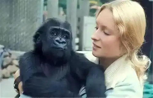  人类比猿少一对染色体,人类不是猿进化来的吗难道进化论错了