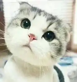  求这只猫的全套表情包