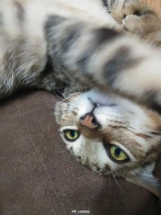  瑠瑠瑠酱的相册写作猫猫读作表情包