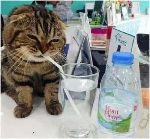  表情把折耳猫带去公司,放了根吸管给它喝水,回来一看,是个表情帝腾讯网...表情