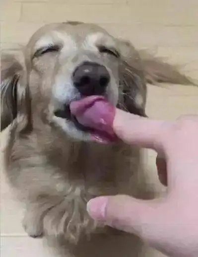  主人喂金毛狗狗吃最爱的棉花糖,下一秒画面秒变惊悚片,可怕