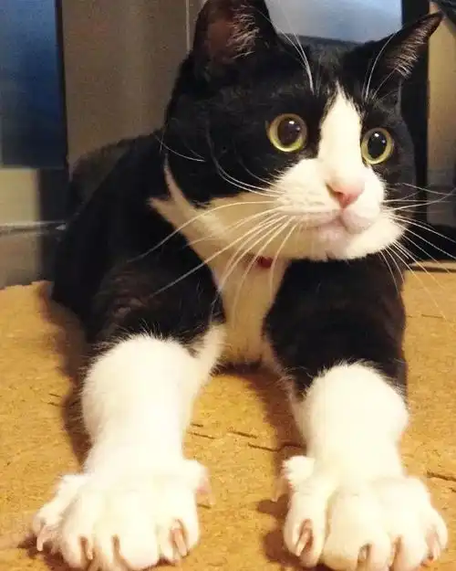  这只奶牛猫表情过于憨憨,哎呀,被它催眠了