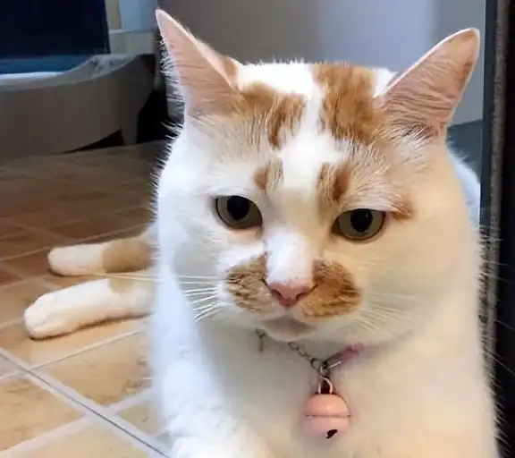 猫沙雕表情包面膜