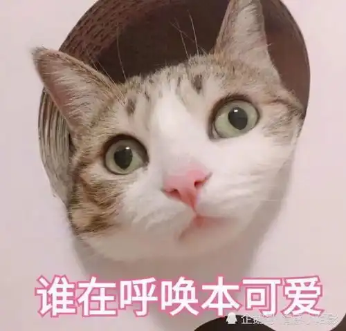  猫咪表情包谁在呼唤本可爱