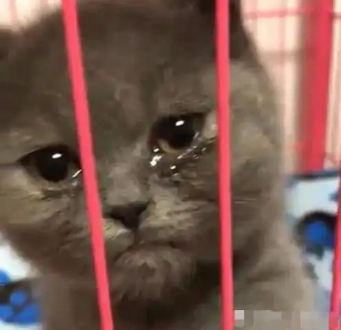  带猫咪做完绝育后,主人把它关在笼子里,回家后一看心疼坏了