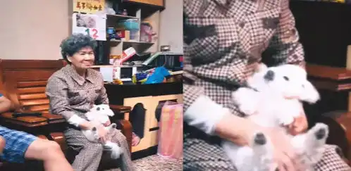  狗狗享受迷之抓抓表情爽到飞起,网友笑惨一看就是老江湖