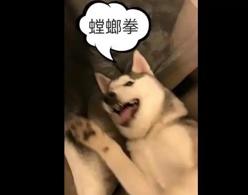  主人要哈士奇陪打拳,哈士奇太累不想打,最后哈士奇招架不住认怂