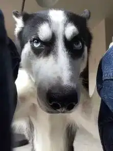  哈士奇绝育前后的表现,简直判若两狗,最后这表情直接喷饭了...