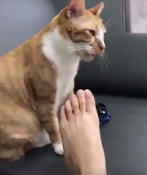  猫咪闻铲屎官脚丫,百变表情泄露心迹,网友看得忍俊不禁