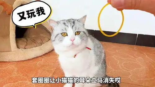  小猫在家太无聊了,给大家表演个套圈圈游戏