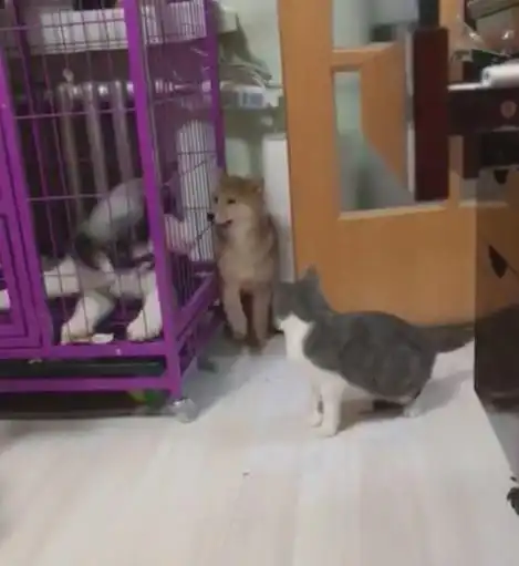  柴犬被猫咪欺负认怂,二哈在一旁表情亮了,二哈既生哈何生猫啊