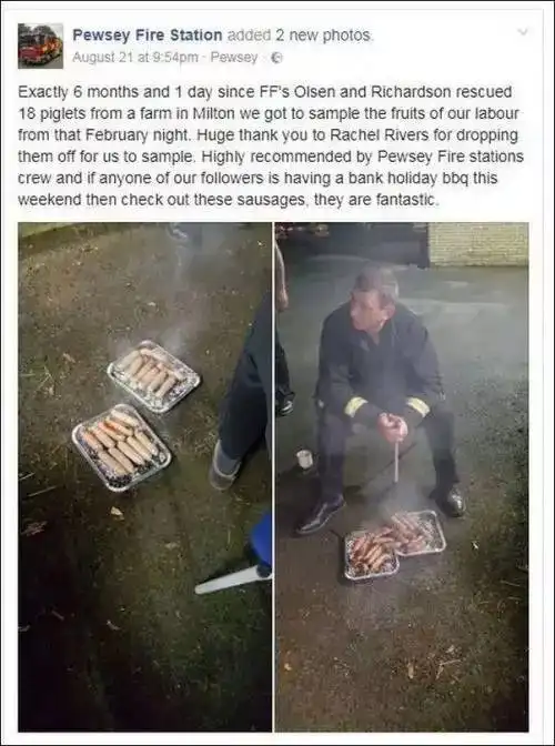  台风中获救的猪,被网友做成了表情包,然而最终......