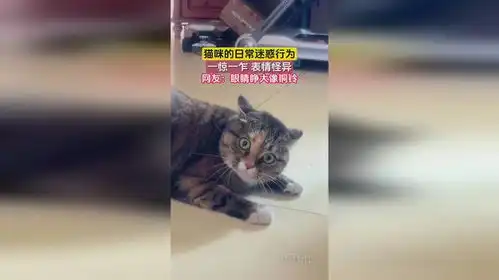  猫咪的日常迷惑行为,一惊一乍表情怪异