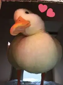  笑哭这究竟是什么沙雕物种看见什么吃什么