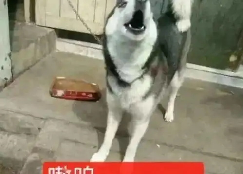  二哈在农村住了1个月,主人去接狗时笑疯,狗大兄弟有点眼熟啊