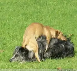  发情动物的疯狂荒唐事