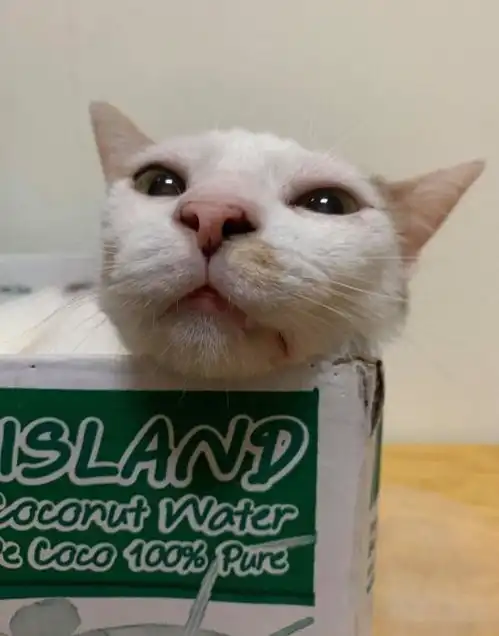  猫咪背靠墙露出一脸厌世表情,网友原来猫咪也需要处理猫际关系