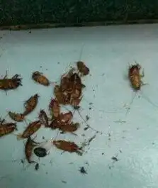  消灭学校蟑螂的有效方法