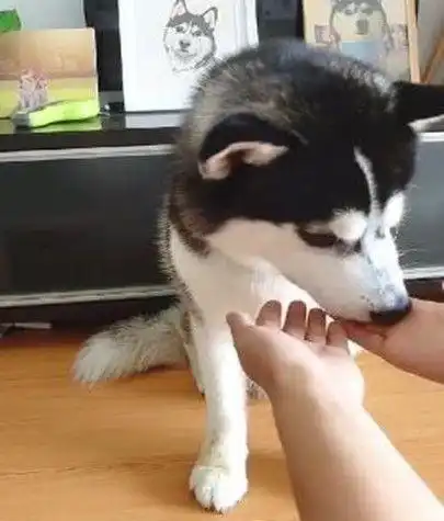  主人给二哈变魔术,狗粮在狗子眼皮底下蒸发,狗子表情亮了