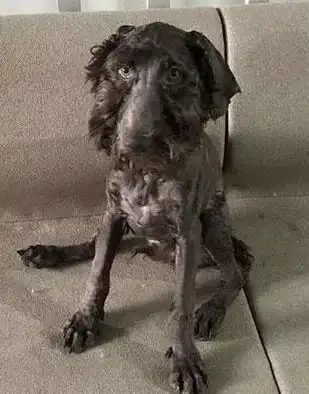 如果你想让父母帮忙照顾狗,记得一定要交代好 如果你想让父母帮忙照顾狗,记得一定要交代好