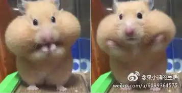 狗托表情包托腮