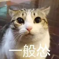 认怂表情包猫咪