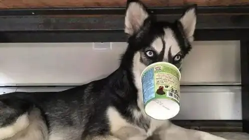 哈士奇表情包动图愤怒