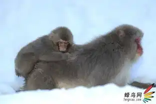  日本猕猴泡温泉
